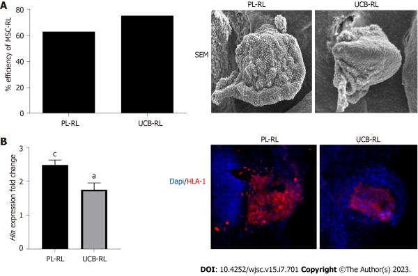 photo of Commitment of human mesenchymal stromal cells to skeletal lineages is independent of their morphogenetic capacity: Study image