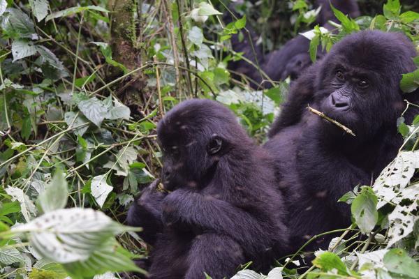 For the first time, Congolese NGO to&hellip;
