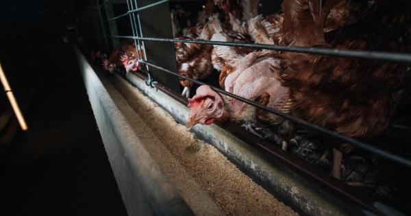 Customers 'don't want cage eggs'