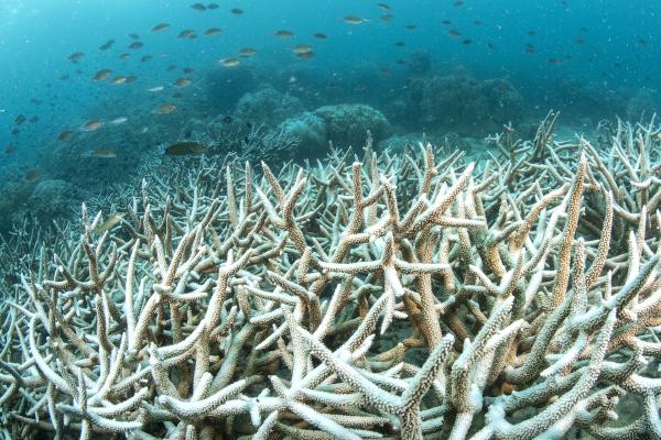 ‘Ticking Time Bomb’ of Ocean…