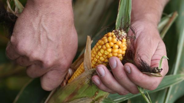 As temperatures rise, the US Corn Belt…