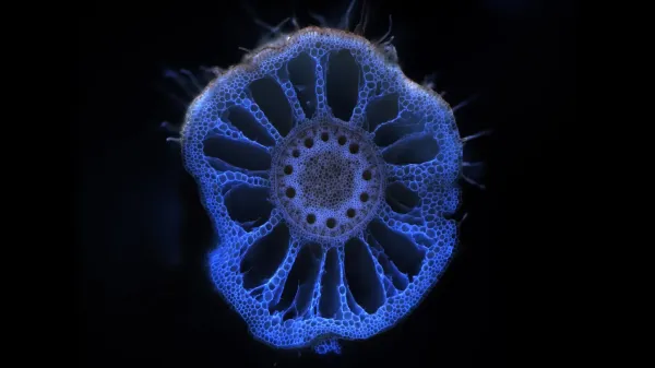 Soil microbes remember drought and help…