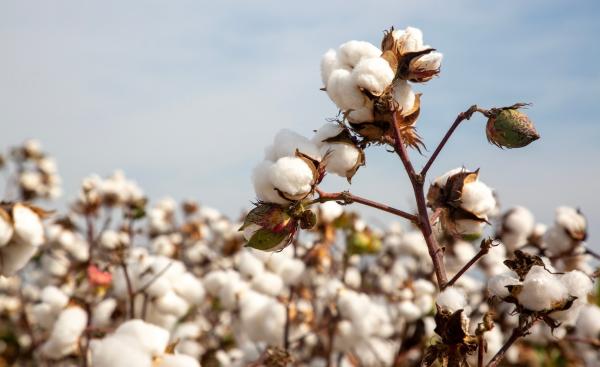 Avalo using AI to future-proof cotton