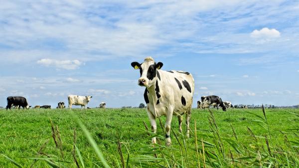The Dutch Nitrogen Crisis