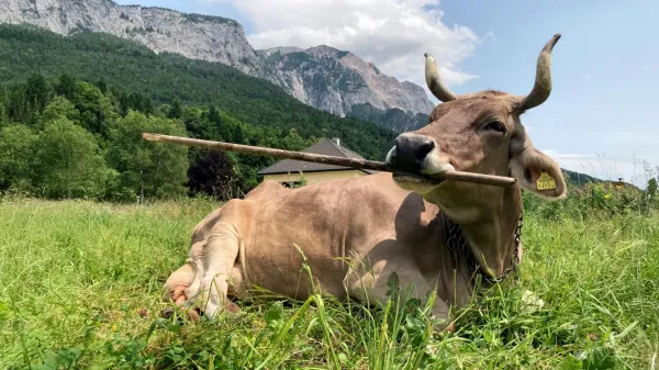 This cow uses tools like a primate—and…