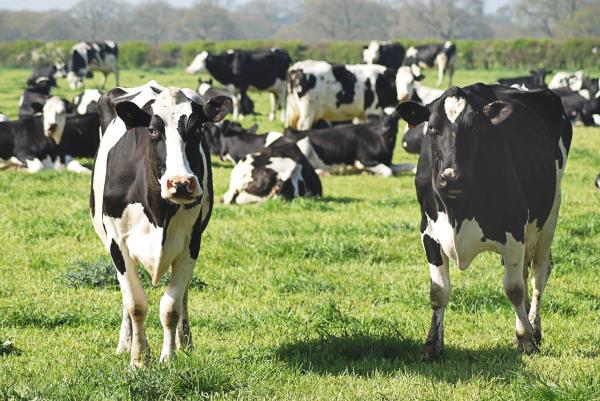 photo of Researchers develop effective vaccine against cow parasite thanks to modification of sugar structures in plant image
