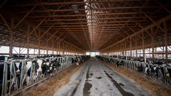 photo of Beef Is The Highest Carbon Food? image