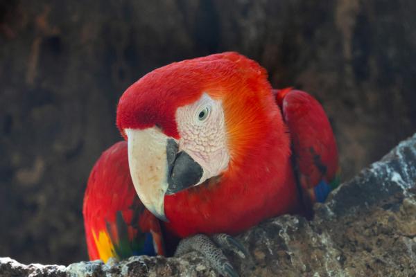 How quickly do tropical forests recover?…