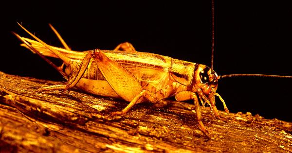 Bugs fed microplastics grow to ludicrous…