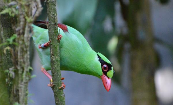 On the brink of extinction, the Javan&hellip;
