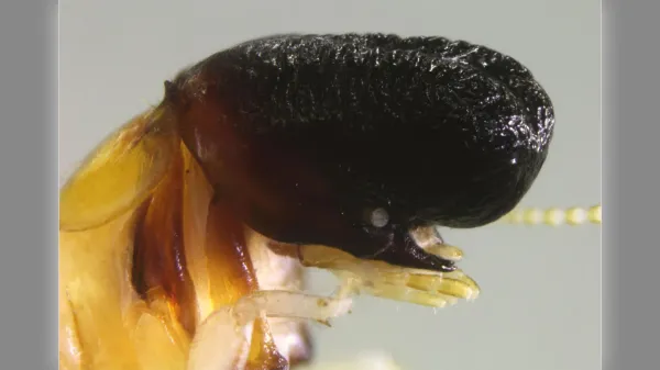 Scientists discover bizarre termite that&hellip;