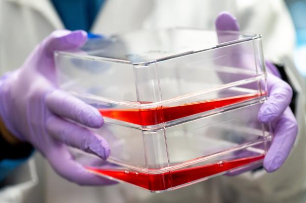 photo of Cultivated meat production costs could fall significantly: Bovine muscle engineered to produce their own growth signals image