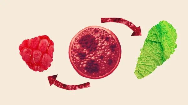 4 things to know about cyclospora and…