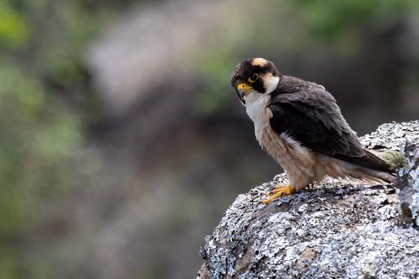Mozambican reserve harbors largest…