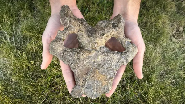 Stunning 150-million-year-old stegosaur&hellip;