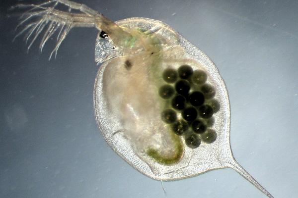Extreme Weather Boosts Pathogens and…