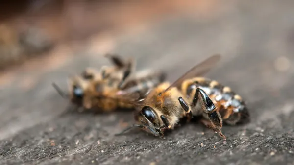 Insects are disappearing from the last…