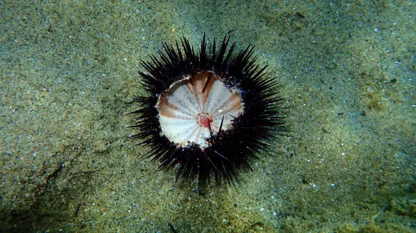 photo of A silent ocean pandemic is wiping out sea urchins worldwide image