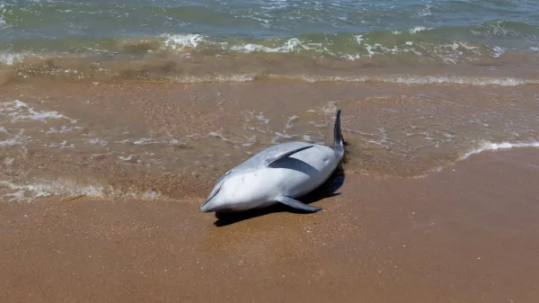 Atlantic dolphins are dying much…