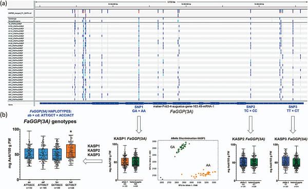 photo of Decoding the genetics of ascorbic acid: A deep dive into strawberry's Vitamin C content and its environmental factors image