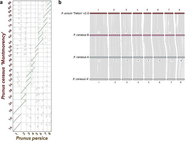 photo of Decoding the 'montmorency' sour cherry genome: Unraveling prunus evolution and enhancing breeding strategies image