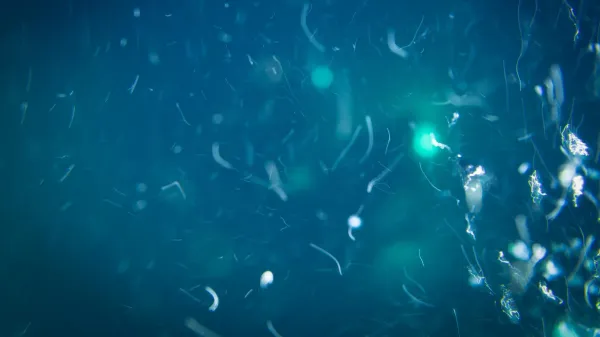 Deep-sea life has a secret food source…