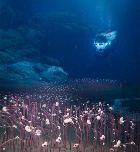 photo of Deepest-Known Animal Communities Found Almost Six Miles Below Sea Level image