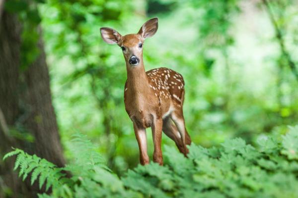 Researchers: Chronic wasting disease has…
