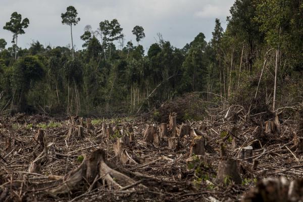 Most Agribusinesses and Banks Involved With ‘Forest Risk’ Commodities Are Falling Down on Deforestation, Global…