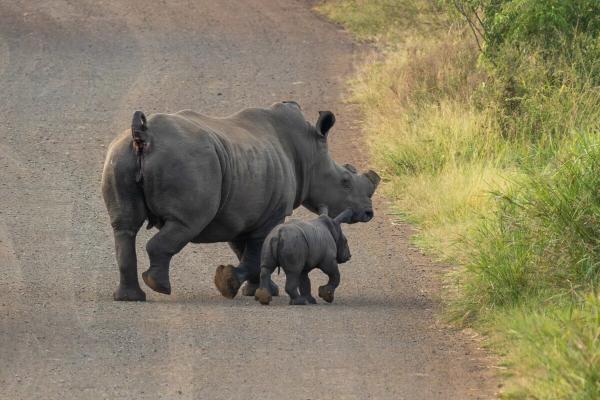 Protecting rhinos more urgent that ever…