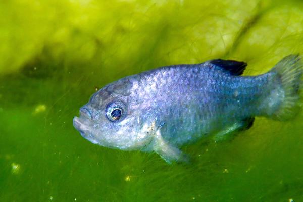 Devils Hole pupfish hit by micro-tsunami…