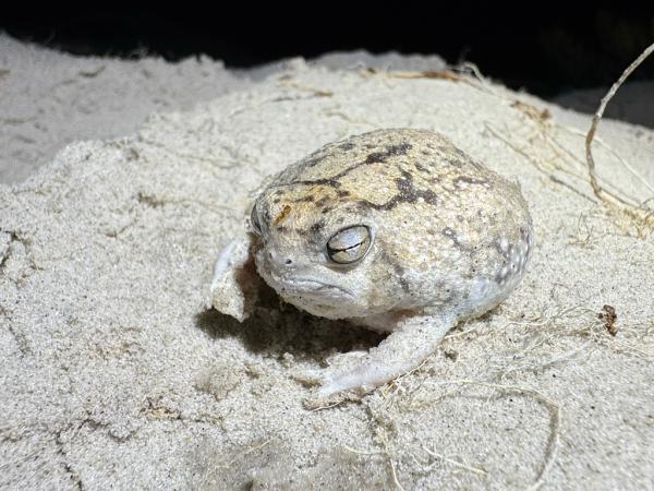 Desert rain frogs threatened with&hellip;