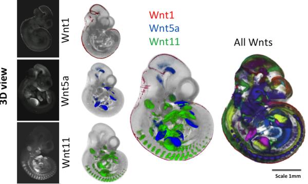 photo of Developmental biologists map multi-gene activity hotspots in developing embryos for the first time image