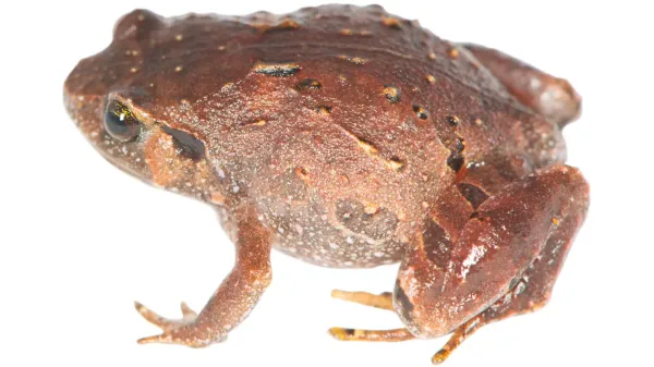 Seven new frog species were hiding&hellip;