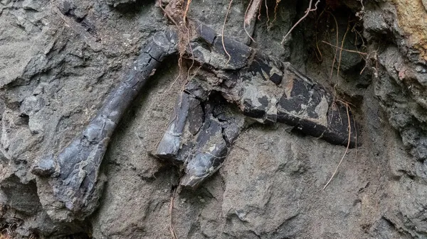 photo of Dinosaur bones found almost on top of each other in Transylvania image