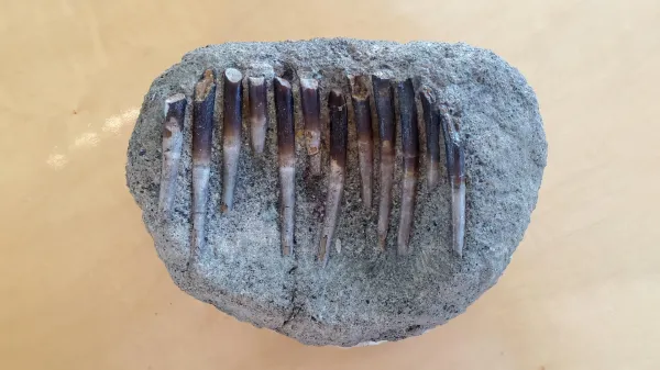 150-million-year-old teeth expose…