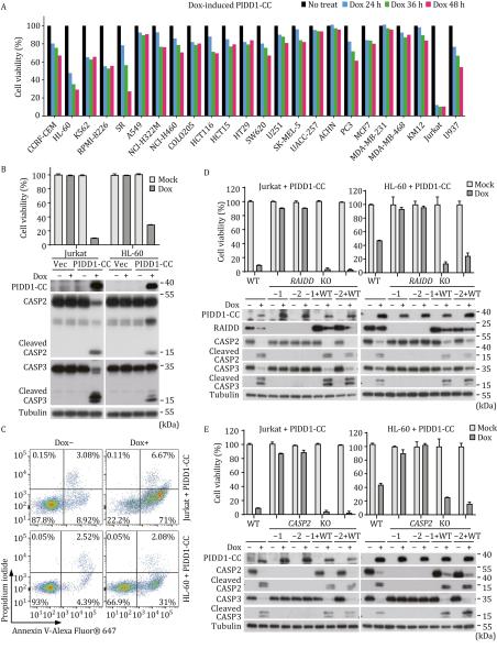 photo of Dissecting caspase-2-mediated cell death: From intrinsic PIDDosome activation to chemical modulation image