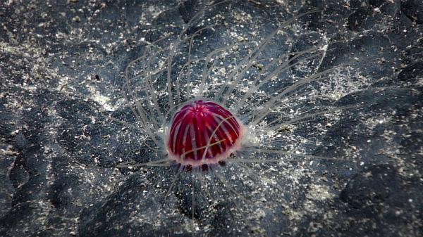 UN regulator delays deep-sea mining…
