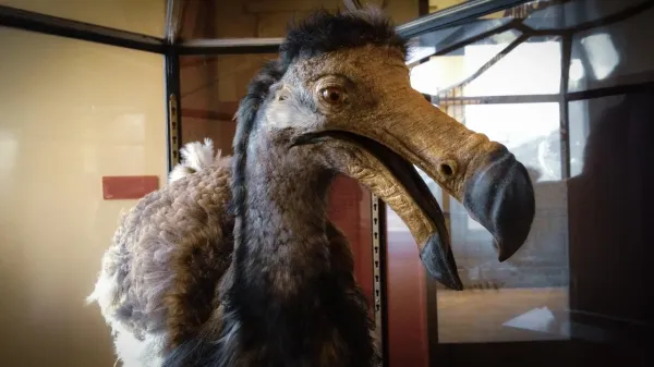 The dodo bird had a secret sensory world&hellip;