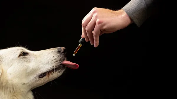 photo of Scientists studied 47,000 dogs on CBD and found a surprising behavior shift image