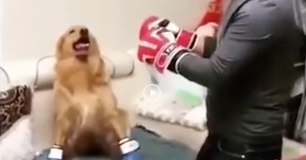 photo of Dog v. human boxing match (video) image