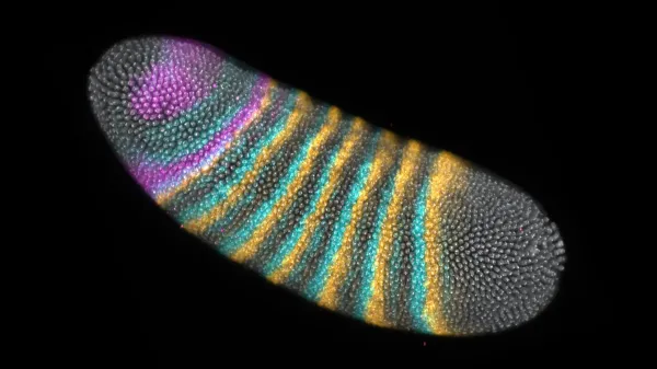 A tiny embryo fold changed the course of…