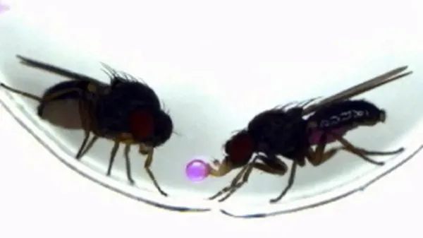 One gene completely changed how these…