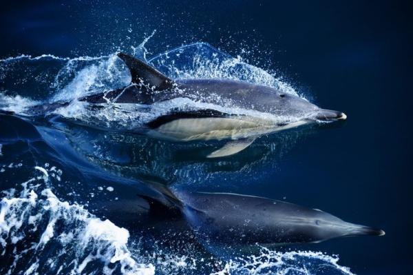 New study finds marine animals are born…