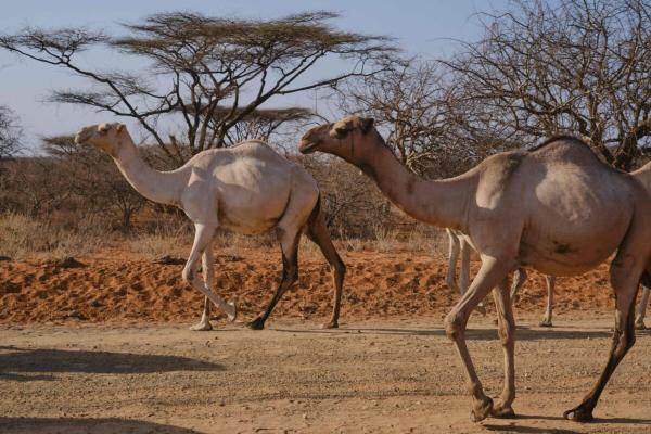 In the drylands of northern Kenya, a…