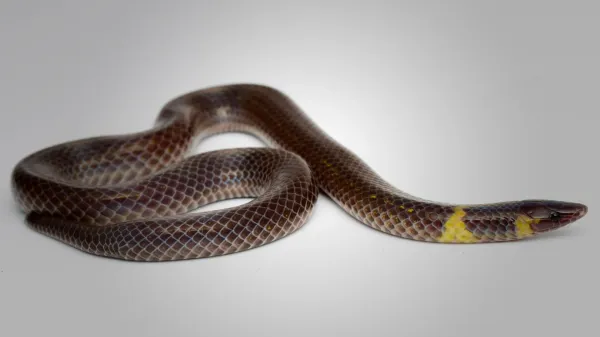 These tiny snakes roll four times faster&hellip;