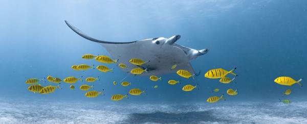 Global manta and devil ray deaths far…