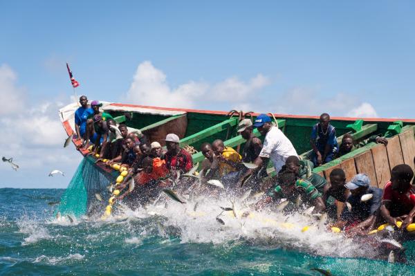 Fishmeal factories take Senegal’s fish from the dinner table