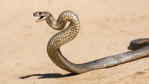 photo of Hidden venom divide in Australia’s deadliest snake raises urgent treatment questions image
