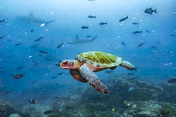 Ecuador’s Coastal Ecosystems Have Rights, Constitutional Court Rules